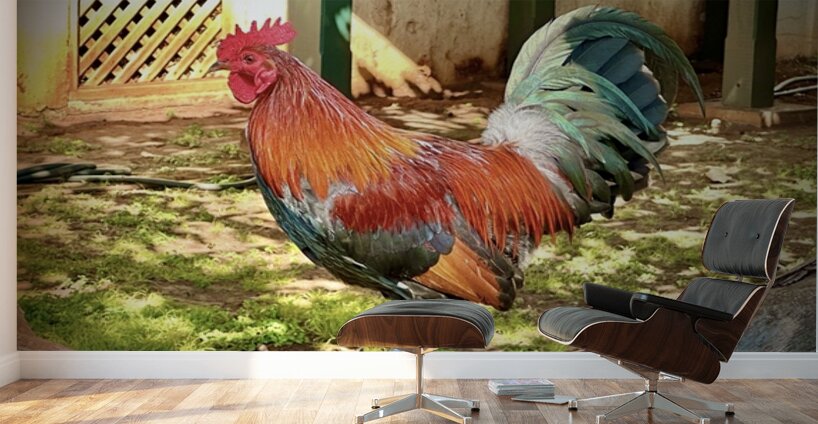 Maui Rooster Wall Murals