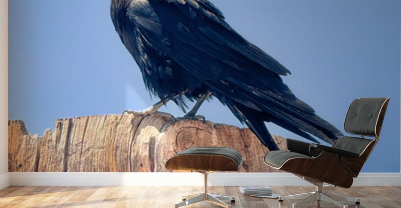Raven - guardian of the Grand Canyon  Wall Murals
