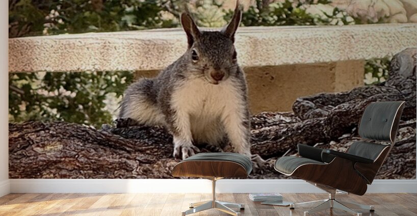 Albert’s Squirrel -2 Wall Murals