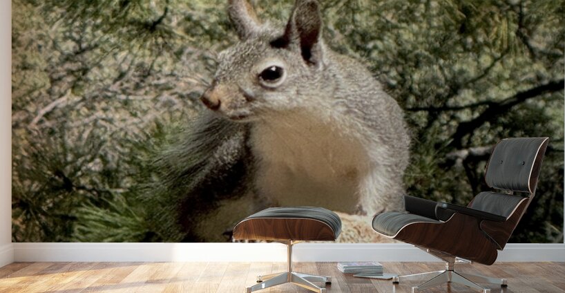Albert’s Squirrel -1 Wall Murals