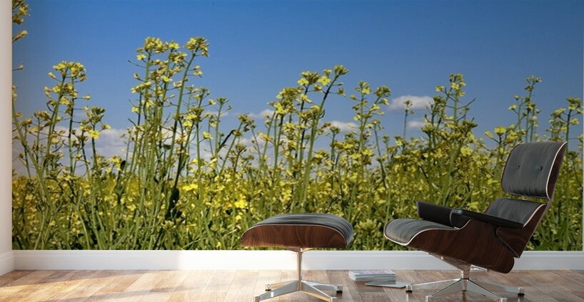 Canola Flowers Wall Murals