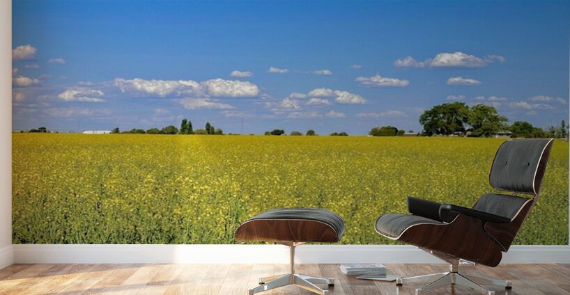 Holy Canola  Wall Murals