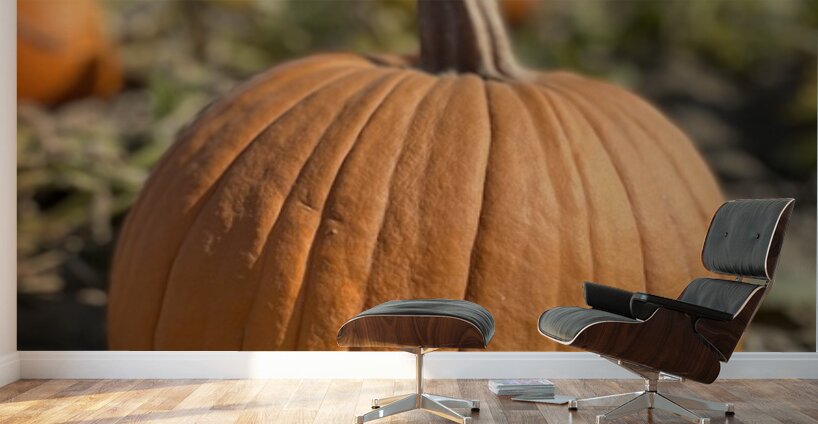 Fall Vibes Wall Murals