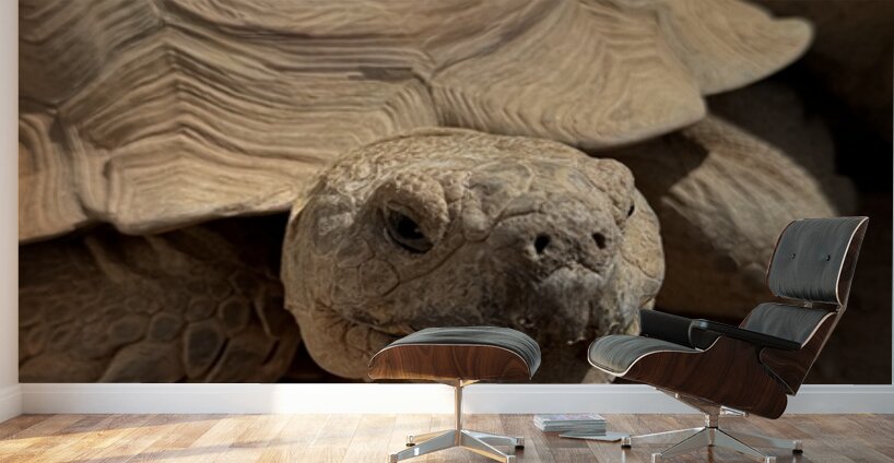 Happy Tortoise -2 Wall Murals