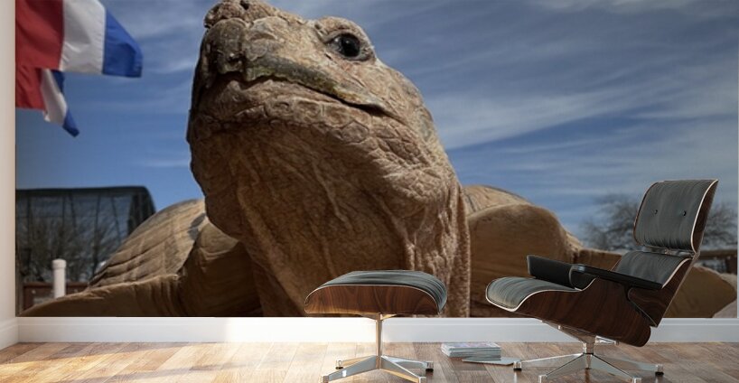 Arizona Tortoise -2 Wall Murals