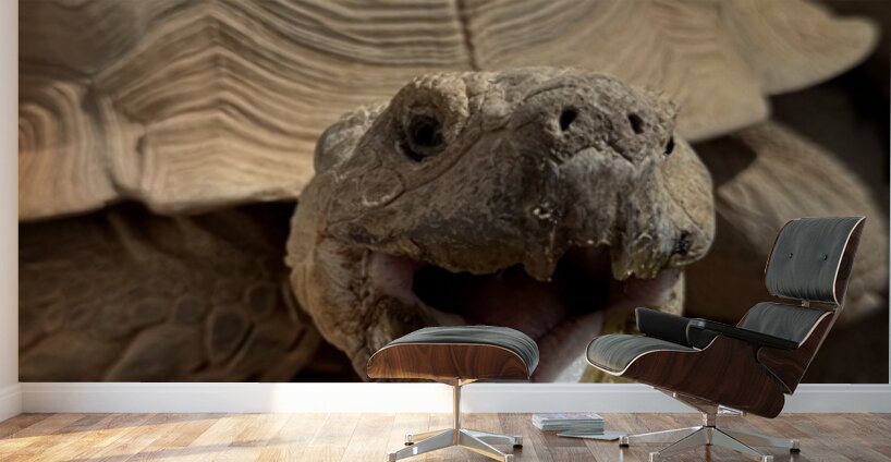 Happy Tortoise Wall Murals