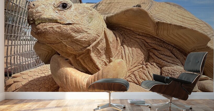 Arizona Tortoise Wall Murals