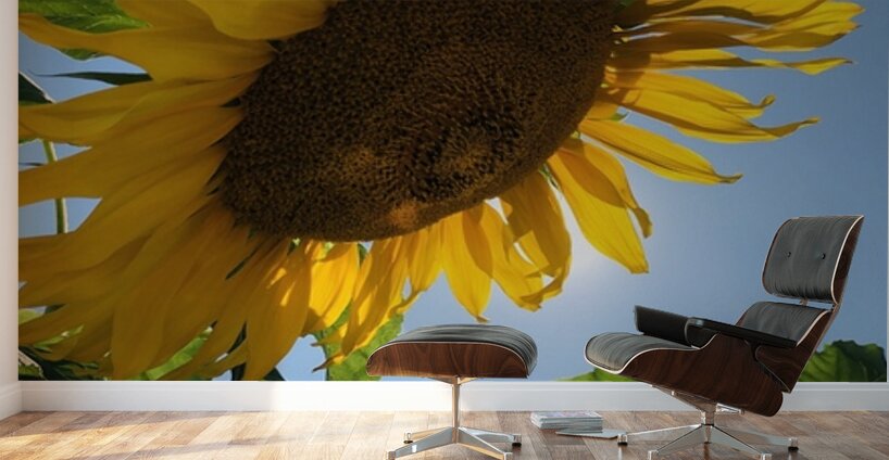 Sunflower Love Wall Murals
