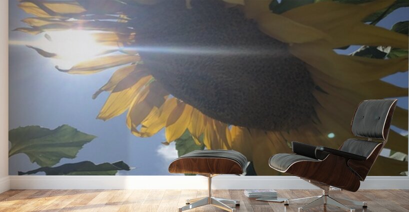 Sunflower and Sunlight Wall Murals