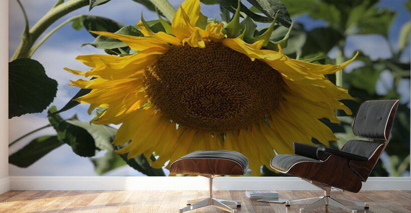 Sunflower Love -2 Wall Murals