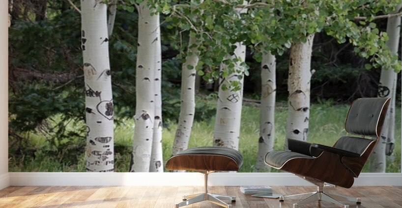 The Earth has music for those who listen. Aspens in Flagstaff Wall Murals