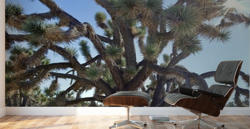 Joshua Tree w sunlight Wall Murals
