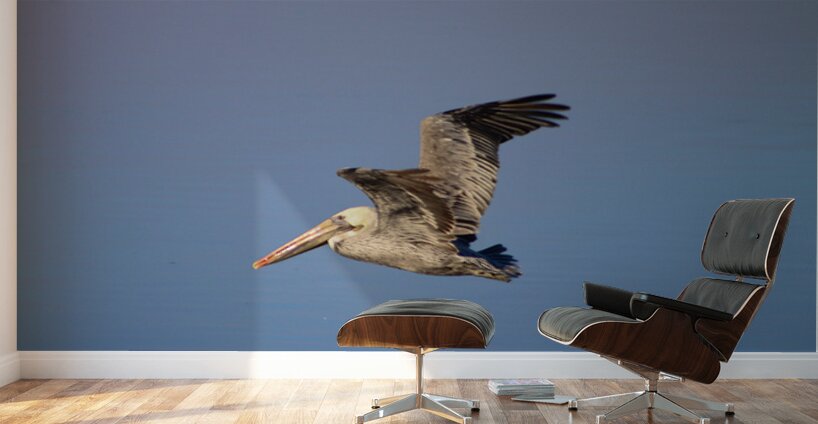 Baja Brown Pelicans- 3 Wall Murals