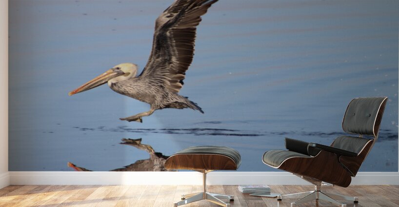 Baja Brown Pelicans - 2 Wall Murals