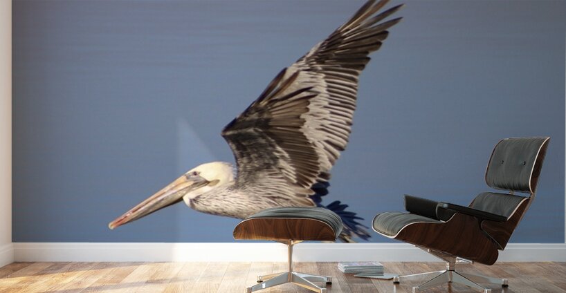 Baja Brown Pelicans -1 Wall Murals