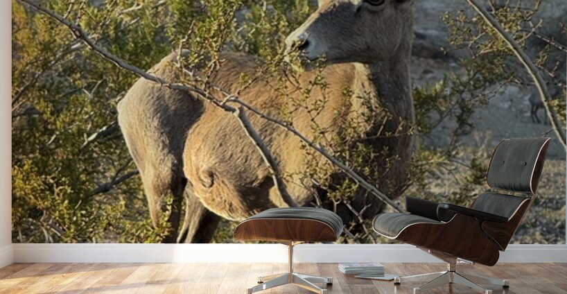 Big Horn Sheep in the golden hour Wall Murals