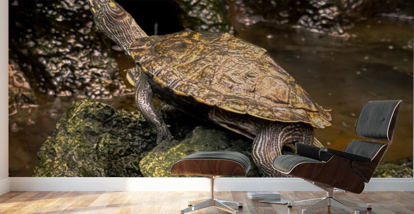 Map Turtle Wall Murals