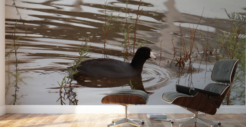 American Coot Wall Murals