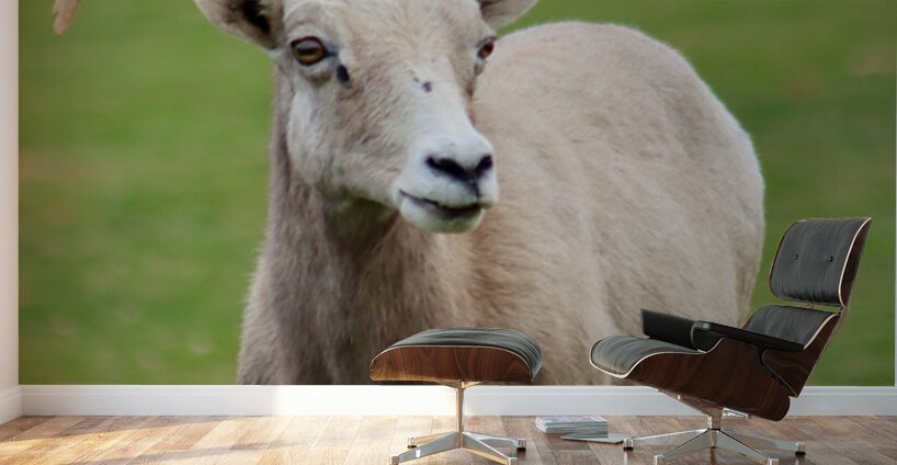 Bighorn Sheep - Nevada 1 Wall Murals