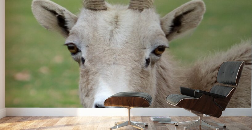 Bighorn Sheep - Nevada 2 Wall Murals