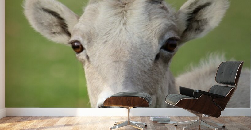 Bighorn Sheep - Heart nose ???? Wall Murals