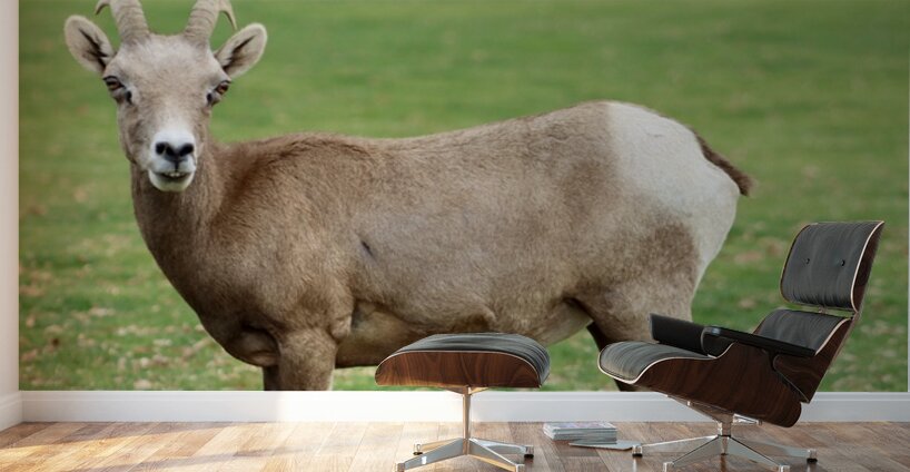 Bighorn Sheep - Nevada 3 Wall Murals