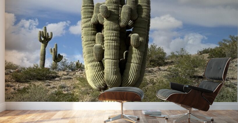 Old Man Saguaro Wall Murals