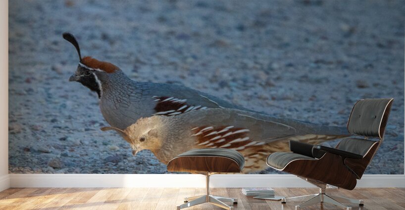 Quail Couple Wall Murals