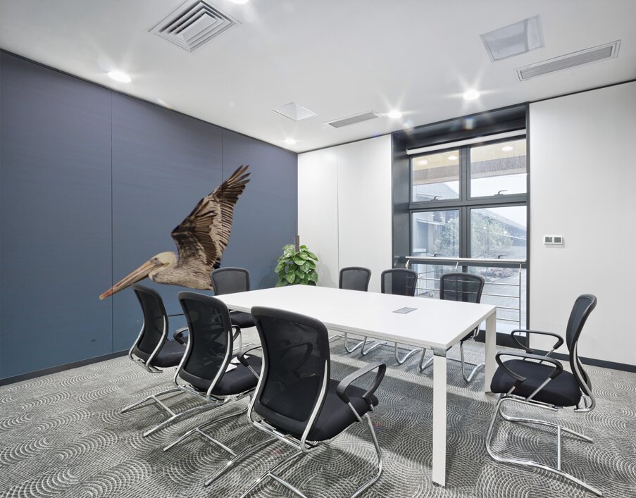 Baja Brown Pelicans -1 Wall Printing