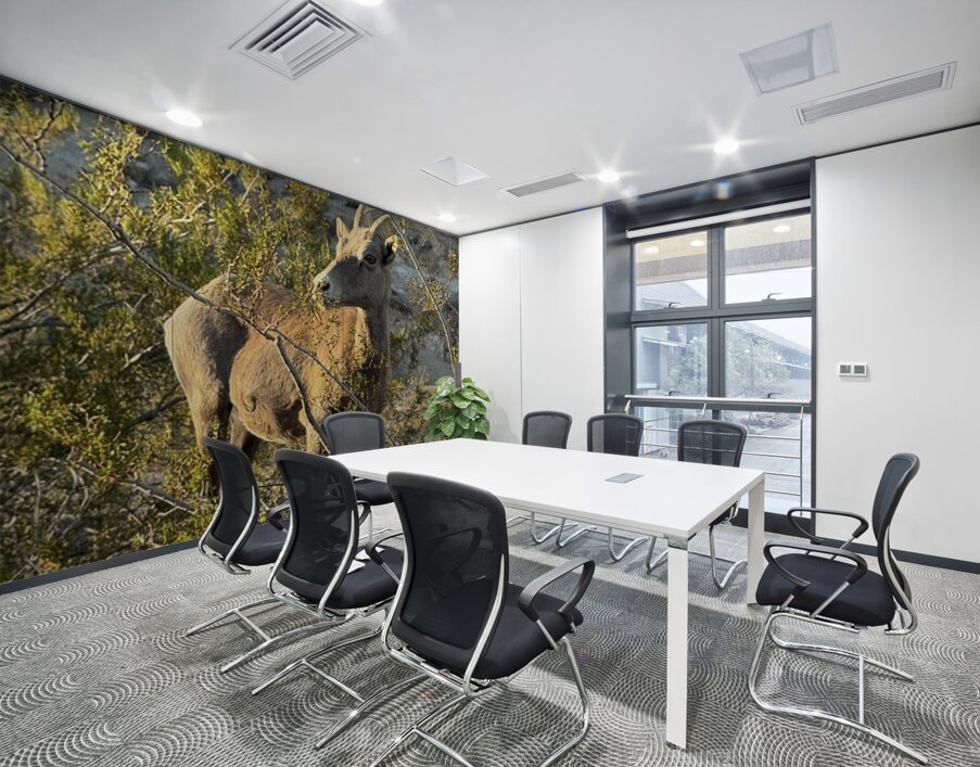 Big Horn Sheep in the golden hour Wall Printing