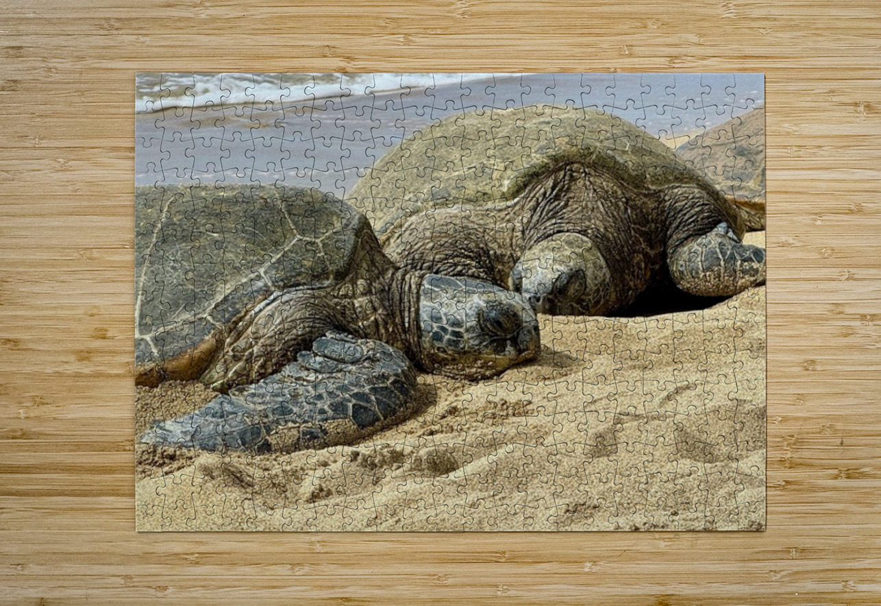 Turtle Couple Leslie Affeldt Photography Puzzle printing