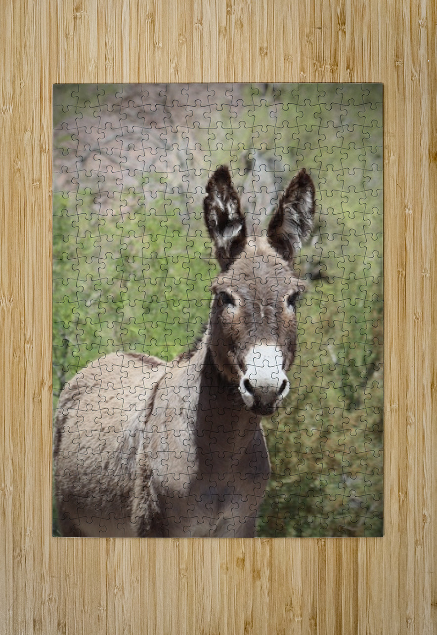 Wild donkey Parker Dam Arizona Leslie Affeldt Photography Puzzle printing