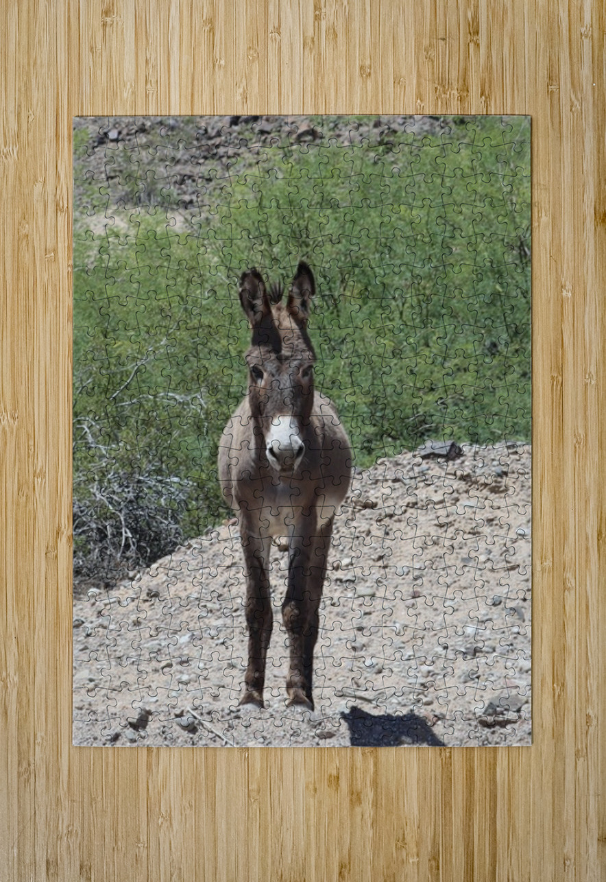 Wild donkey stand off Leslie Affeldt Photography Puzzle printing