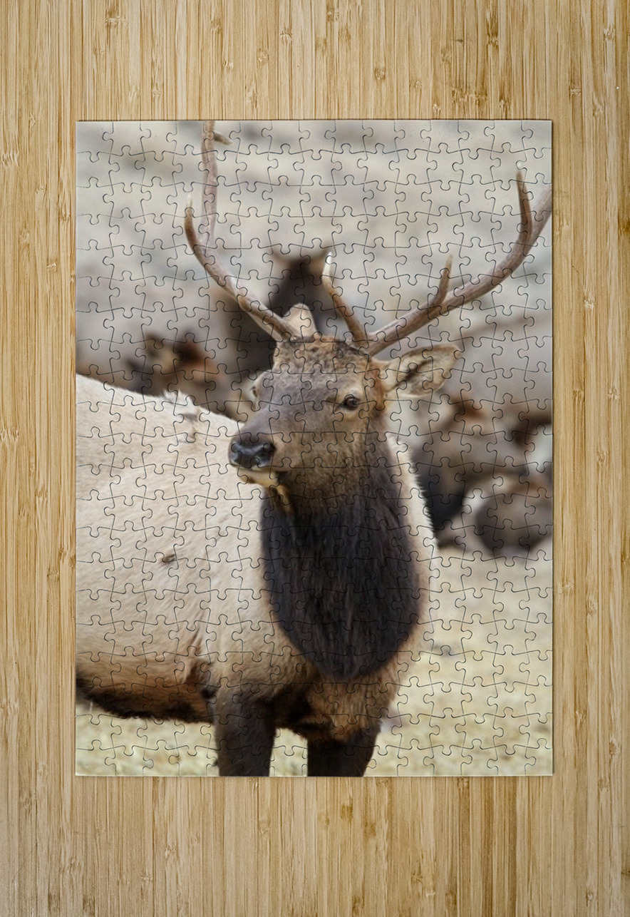 F3A5ABA5 DED2 4A0F 9CA3 F81AD213DC14 1 105 c Leslie Affeldt Photography Puzzle printing