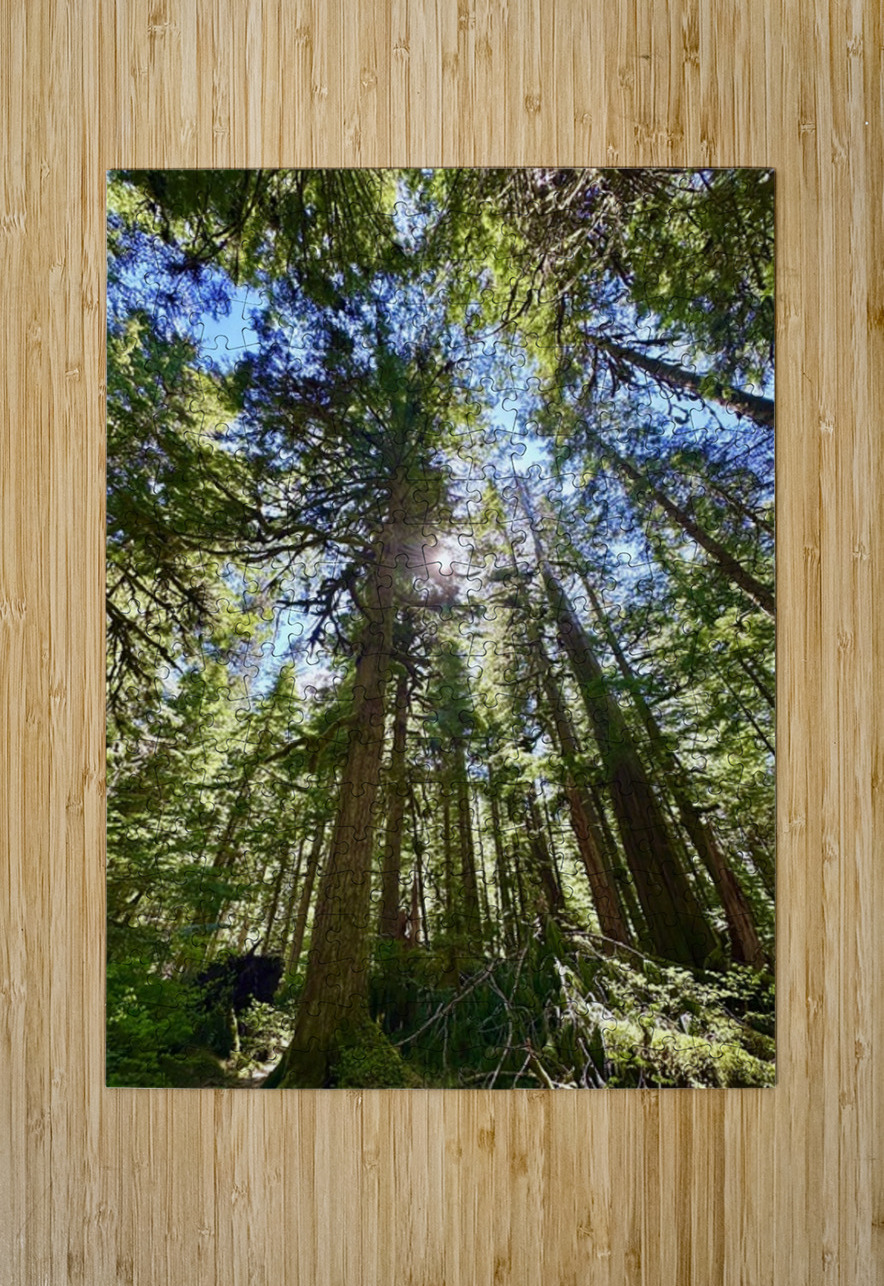 Tall Tall Trees Leslie Affeldt Photography Puzzle printing