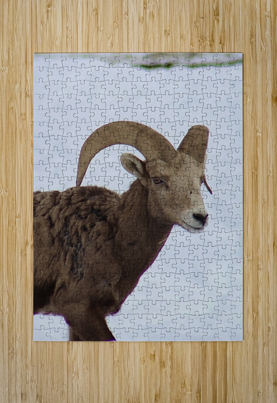 Big Horn Sheep Leslie Affeldt Photography Puzzle printing