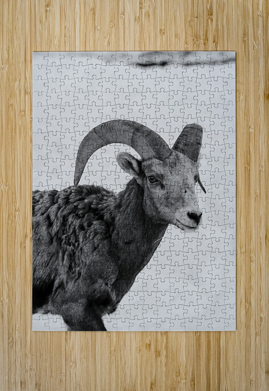 Big Horn Sheep B & W Leslie Affeldt Photography Puzzle printing