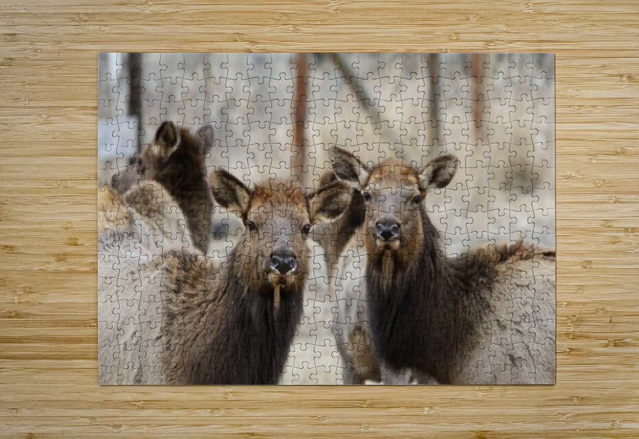 Lady Elks Leslie Affeldt Photography Puzzle printing