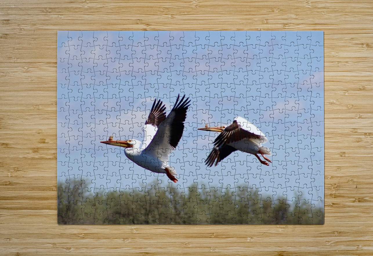 Pelicans Leslie Affeldt Photography Puzzle printing