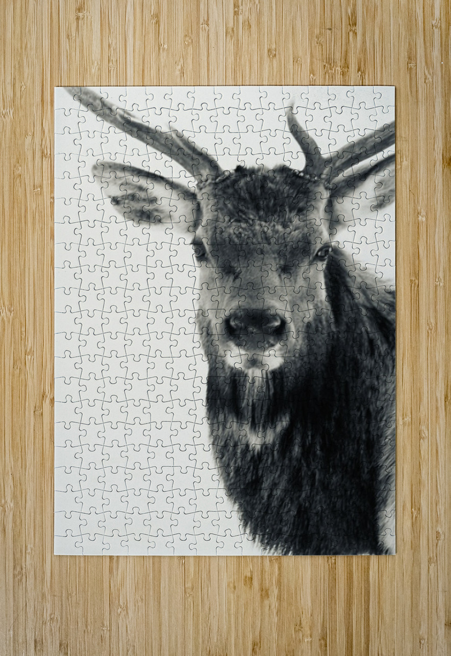 Elk in Black and White  Leslie Affeldt Photography Puzzle printing
