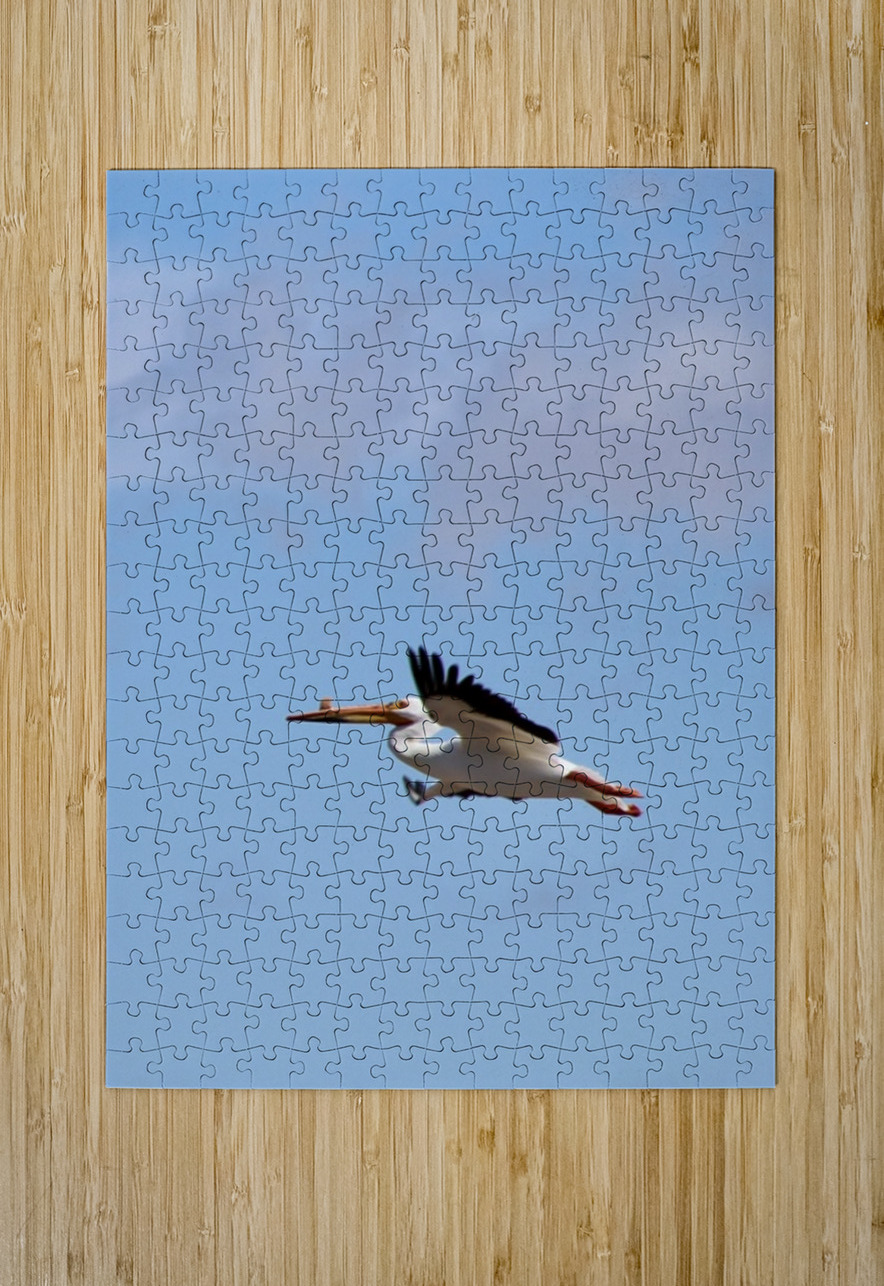 Pelican flight Leslie Affeldt Photography Puzzle printing