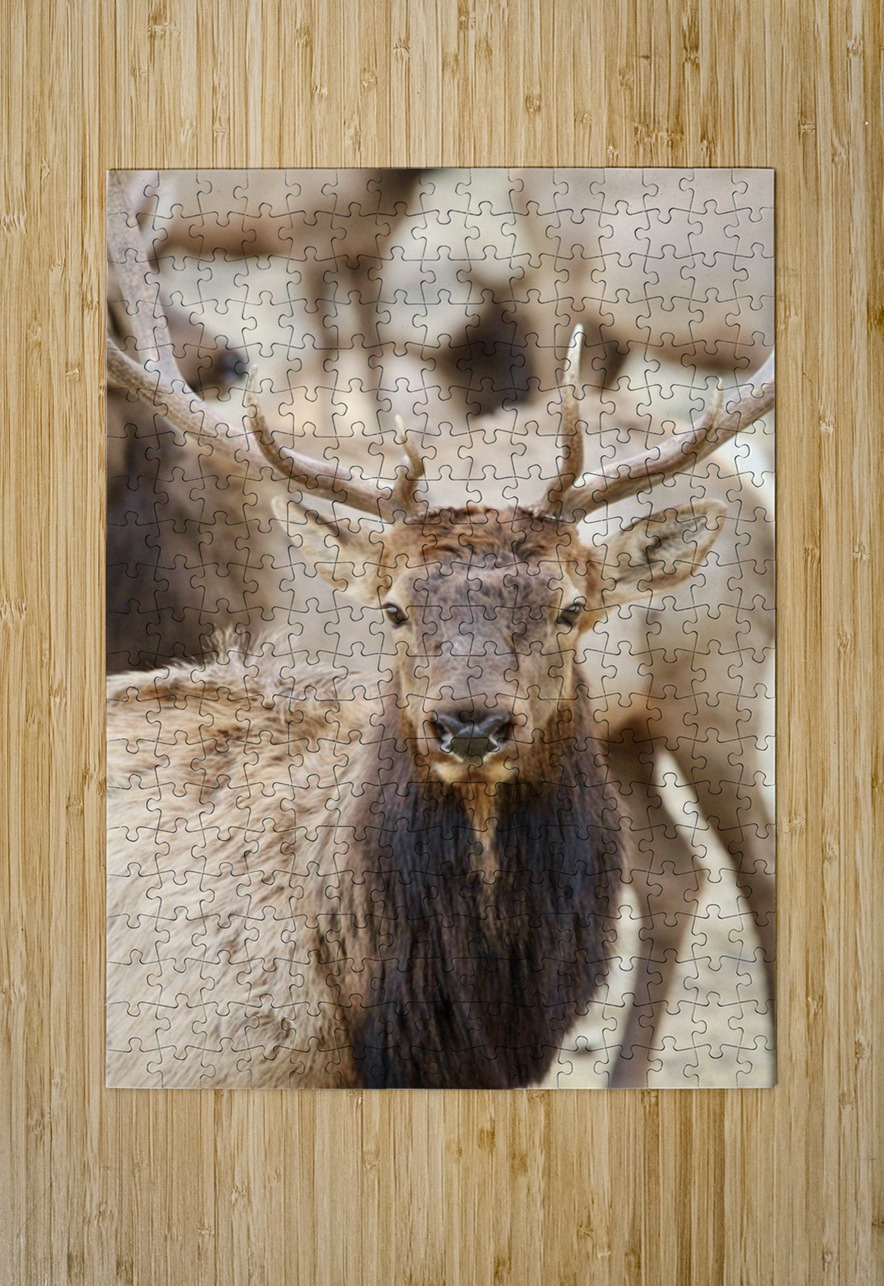 Elk Season Leslie Affeldt Photography Puzzle printing