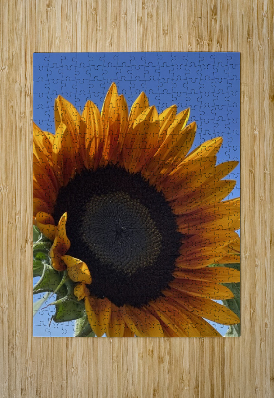 Big Sunflower Leslie Affeldt Photography Puzzle printing