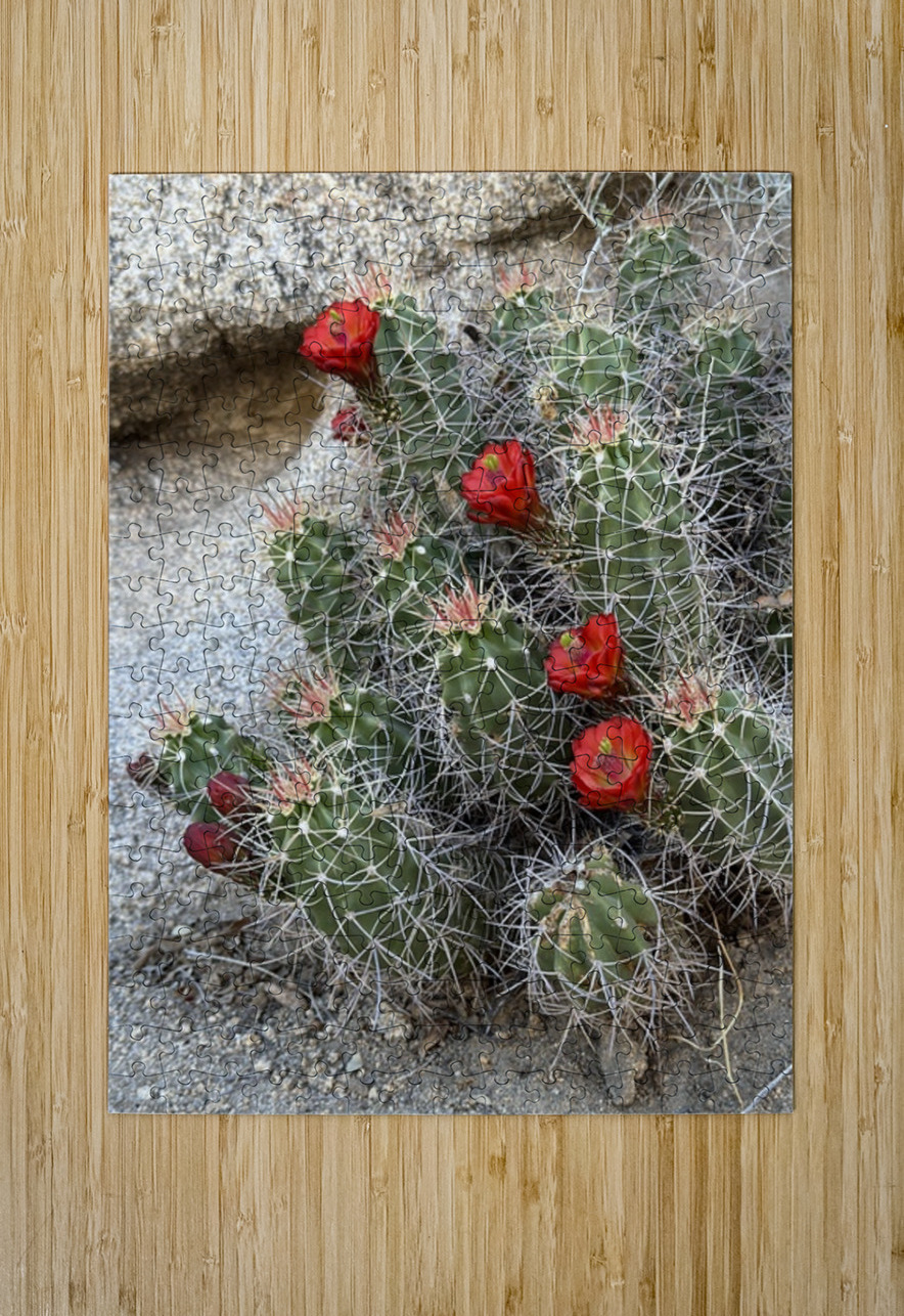Cactus Bloom -Red Leslie Affeldt Photography Puzzle printing