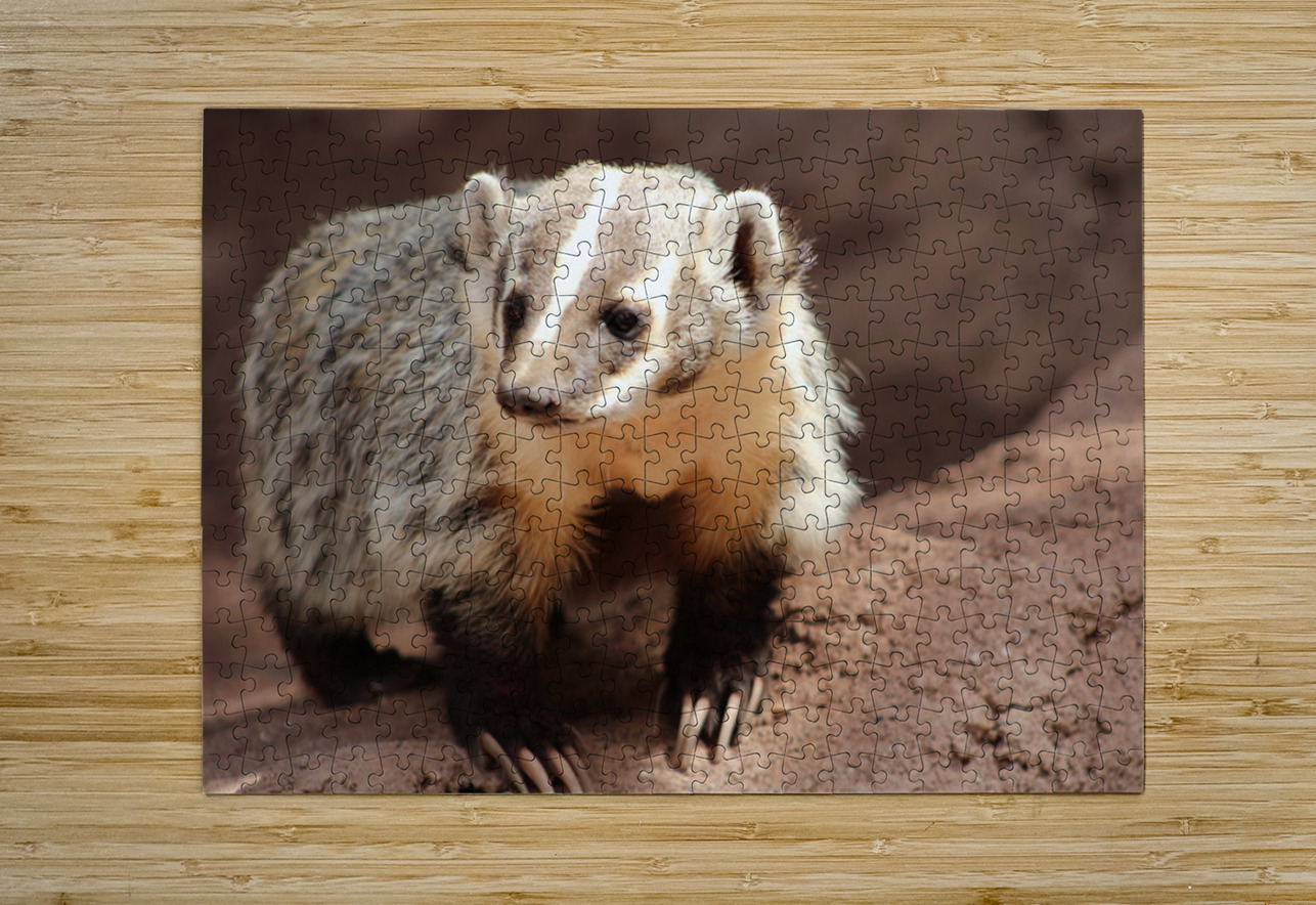 Badger -3 Leslie Affeldt Photography Puzzle printing