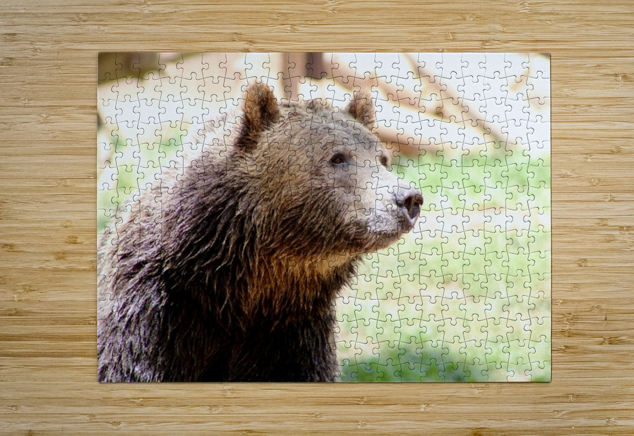 Brown Bear -2 Leslie Affeldt Photography Puzzle printing