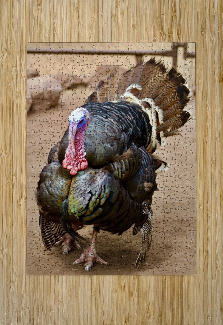 Wild Turkey Leslie Affeldt Photography Puzzle printing