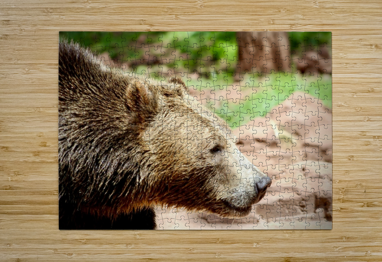 Brown Bear -1 Leslie Affeldt Photography Puzzle printing