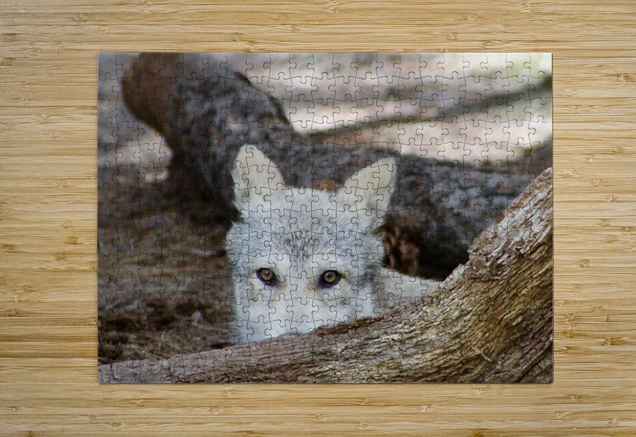 Wolf Hiding Leslie Affeldt Photography Puzzle printing