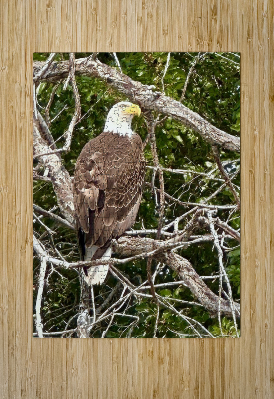 Bald Eagle in tree Leslie Affeldt Photography Puzzle printing